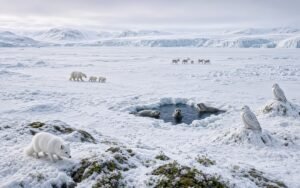 Read more about the article Why Is the Arctic Unique? The Frozen World That Looks Empty but Is Full of Life